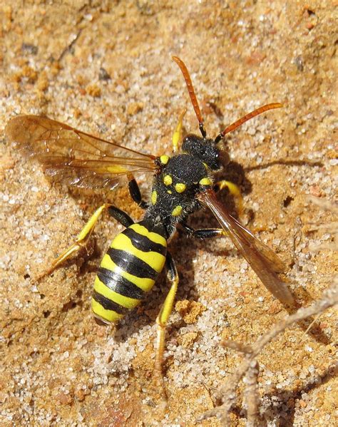 Yellow Legged Nomad Bee Insect Photography Bee Luxury Garden