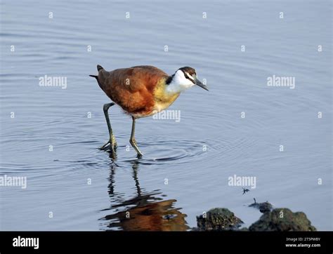 African jacana Blaustirn Blatthühnchen Jacana d Afrique