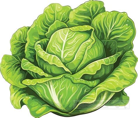 Vegetable Clipart Freshly Picked Green Lettuce Clip Art