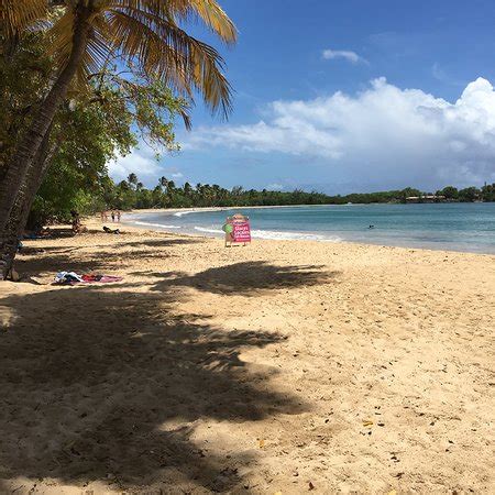 Les Salines Beach (Martinique) - All You Need to Know Before You Go ...