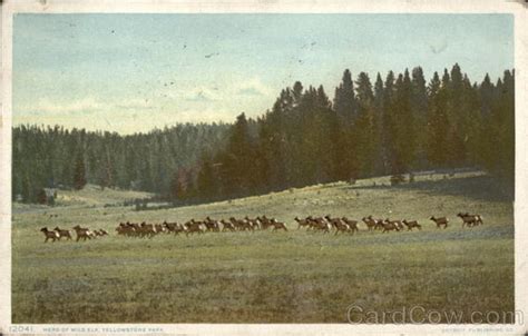 Herd of Wild Elk Yellowstone National Park, WY