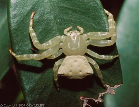 White Crab Spider (Thomisus spectabilis)