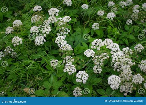 Aegopodium Podagraria Ground Elder Herb Gerard Bishop S Weed