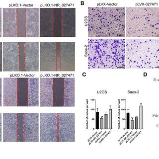 LncRNA NR 027471 Inhibited The Proliferation Of Osteosarcoma Cells A