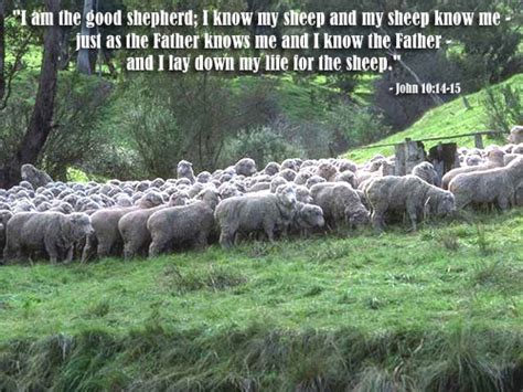 Bible Verses about 'Shepherd'