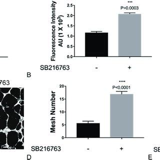 Sb Induces Lymphatic Endothelial Cell Proliferation In A Time And