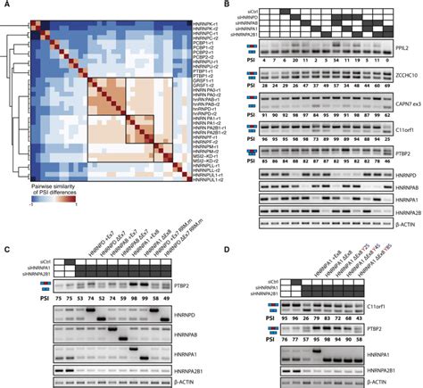 Regulatory Expansion In Mammals Of Multivalent Hnrnp Assemblies That