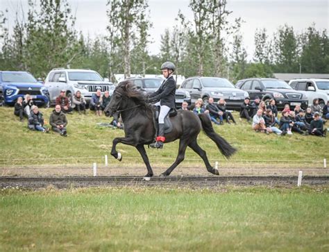 Fá fimm til sex folöld á ári Eidfaxi is
