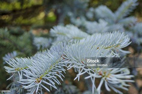 Blue Silver Spruce Tree Picea Pungens Engelm Stock Photo Download