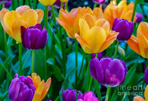 Yellow And Violet Tulips Photograph By Susan Rydberg Fine Art America