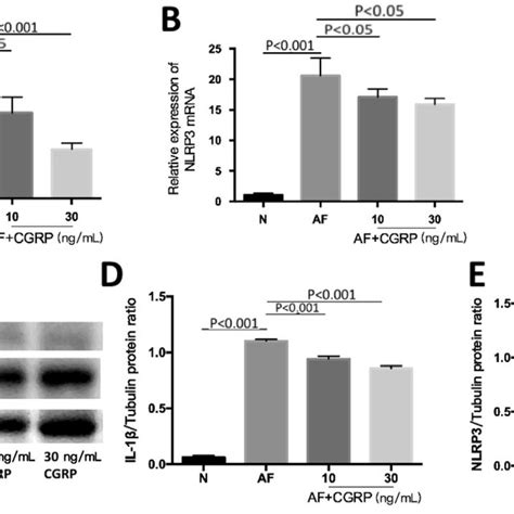 Expression Of Cgrp In C Bl And Balb C Corneas A Representative Eyes