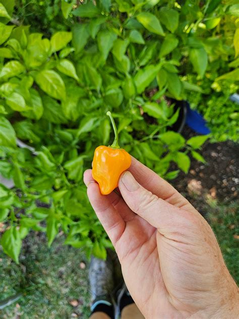 How long do Habanero Plants Live – Sandia Seed Company