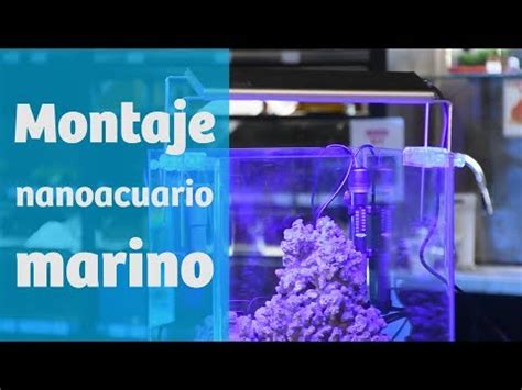 Aprende Paso A Paso C Mo Montar Un Acuario Marino Y Crea Tu Propio