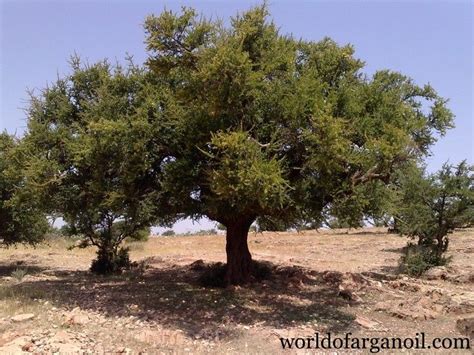 Discover the Beauty of Argan Oil