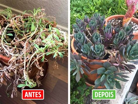 Maneiras De Salvar Uma Planta Morta Mesmo Que Voc N O Tenha M O