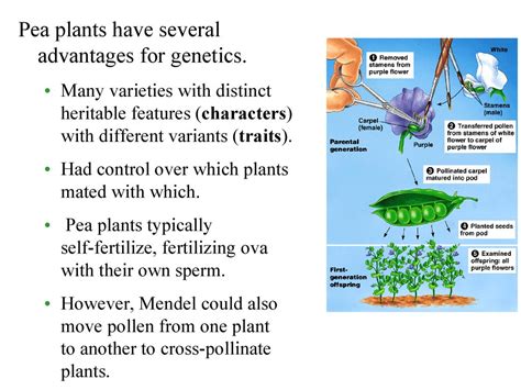 37 Chapter 14 Mendel And The Gene Idea VenetiaUriel