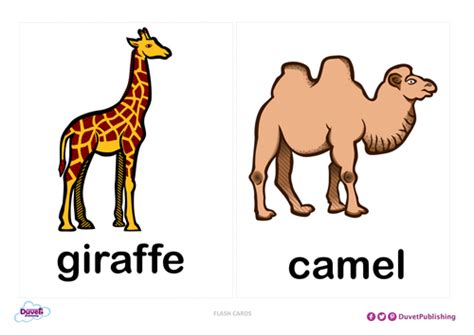 Zoo Animals Flashcards | Teaching Resources