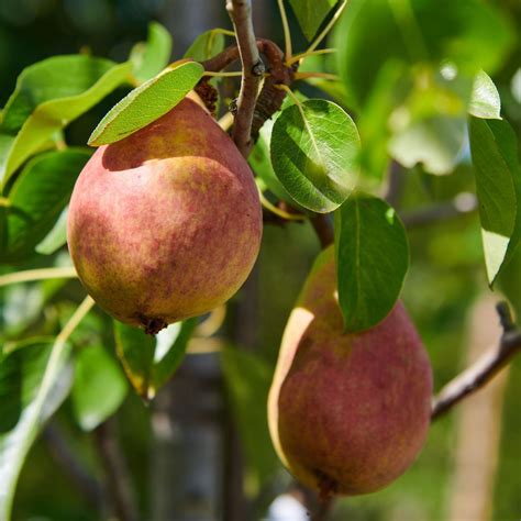 Birne Gute Luise Pyrus communis Gute Luise günstig kaufen