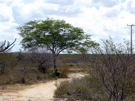 Agreste Nordestino Cidades clima vegetação economia e mapa