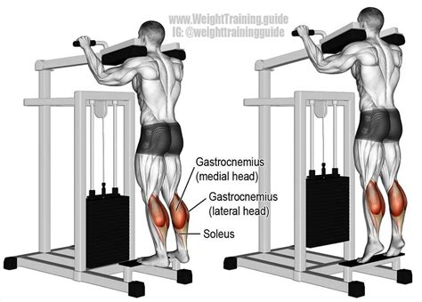 No hay descripción de la foto disponible. | Standing calf raise, Calf ...