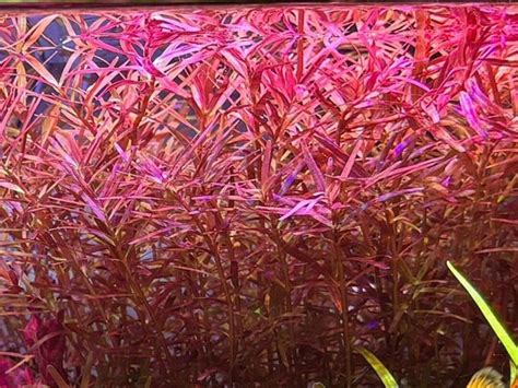 52 Stems Rotala Super Red Mini Buy3get1free Freshwater Easy Live