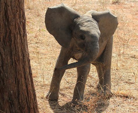 Baby Elephant Photograph By Jennifer Geller Fine Art America