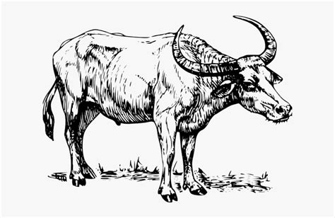 Clip Art Black And White Carabao, HD Png Download , Transparent Png ...