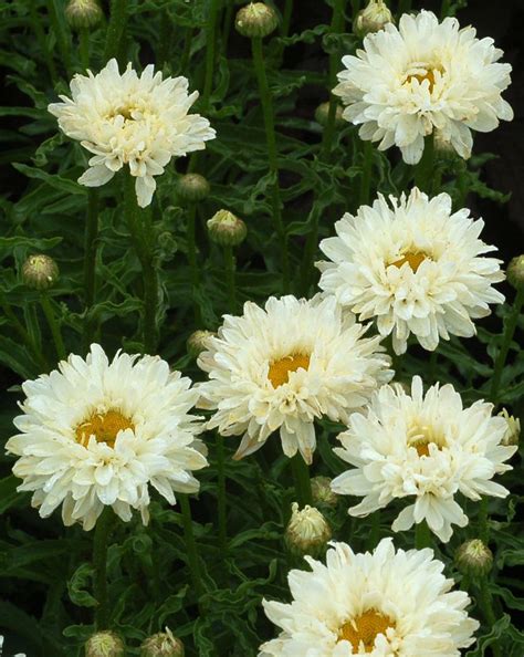 Shasta Daisy Victorian Secret Leucanthemum X Superbum Tall