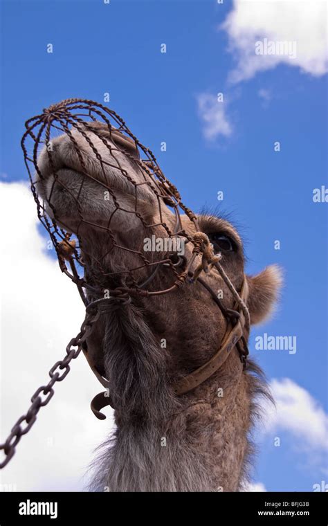 Camel Ride In Lanzarote Canary Islands Stock Photo Alamy