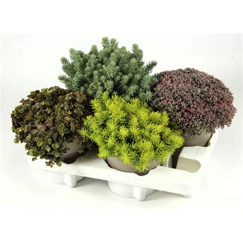 Fetthenne Sedum max Wuchshöhe 20 cm hagebau at