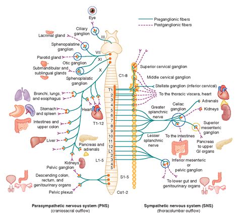 Get 35 Schematic Diagram Of Autonomic Nervous System Images