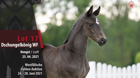 Westfälische Fohlen Auktion Lot 17 Dschungelkönig WF Hengst v Dancier