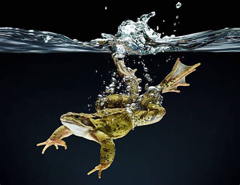 Frog swimming underwater | Frog, Underwater, Underwater animals