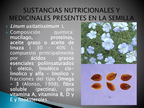 Clase Sust Nutricionales Y Medicinales Presentes En La Semilla