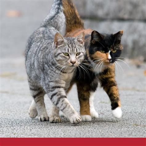 What You Need To Know About Feral Cats - PetlifeSA