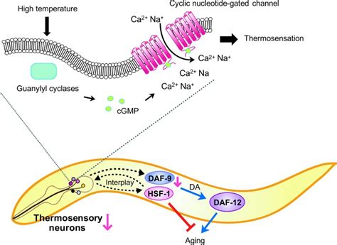 Model Of C Elegans Lifespan Control By Thermosensory Afd Neurons