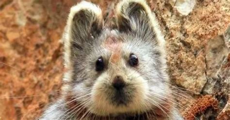 Rare Animal Known As The ‘magical Rabbit Is Spotted For The First Time