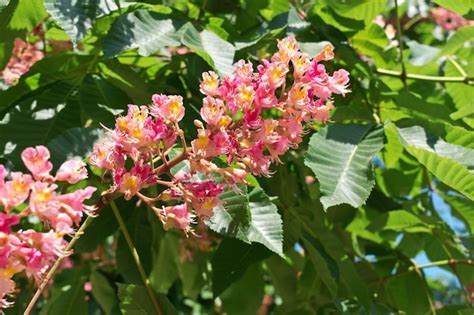 Premium Photo | Pink horse chestnut flowers