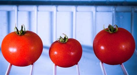 Pourquoi ne faut il pas mettre les tomates au réfrigérateur