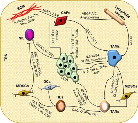 The Complex Interactions Among The Cell Types Composing Trs In Cca In Download Scientific