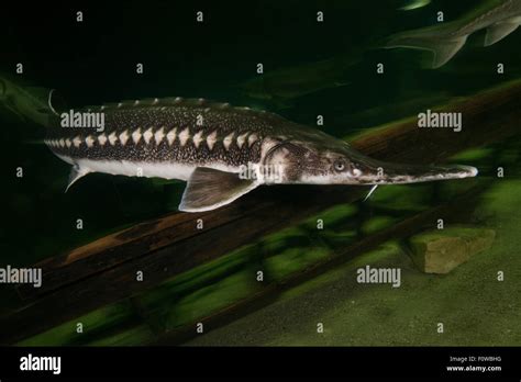 Starry Sturgeon Acipenser Stellatus Captive At Danube Delta Eco
