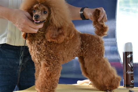 🔥 160 Free Poodle Wallpapers Wallpapersafari
