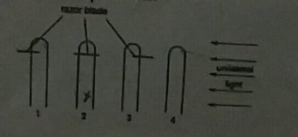 The following diagrams shows four coleoptile up the start of an ...