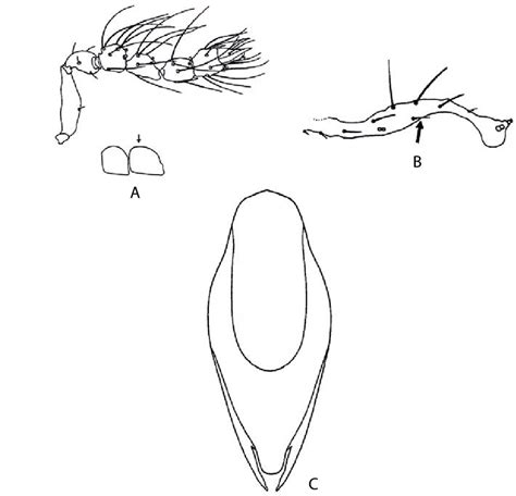 Trichogramma Atropos Antena A Nervura Marginal Indicação De Download Scientific Diagram