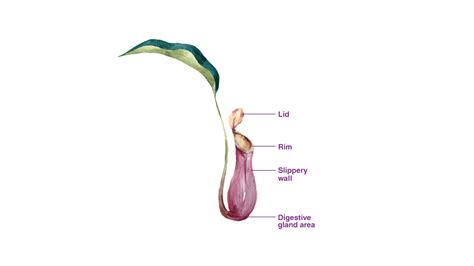 How does the pitcher plant trap insects?