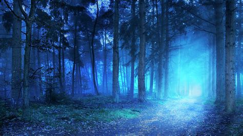 Path In A Dark And Foggy Forest At Dawn By Sara Winter