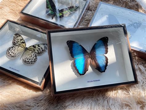 Real Butterfly MORPHO DIDIUS Insect Frame Set Taxidermy Display Mounted