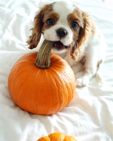 My First Week With Pumpkin the Puppy - Once Upon a Pumpkin