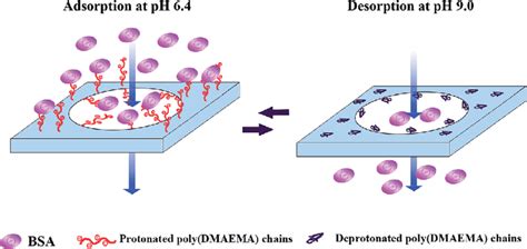 Ph Responsive Protein Adsorption And Desorption Of The Download