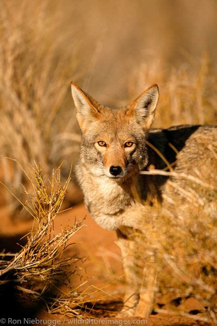 Coyote Photos | Photos by Ron Niebrugge